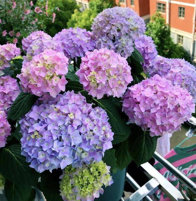 绣球花喜欢阳光还是阴凉的