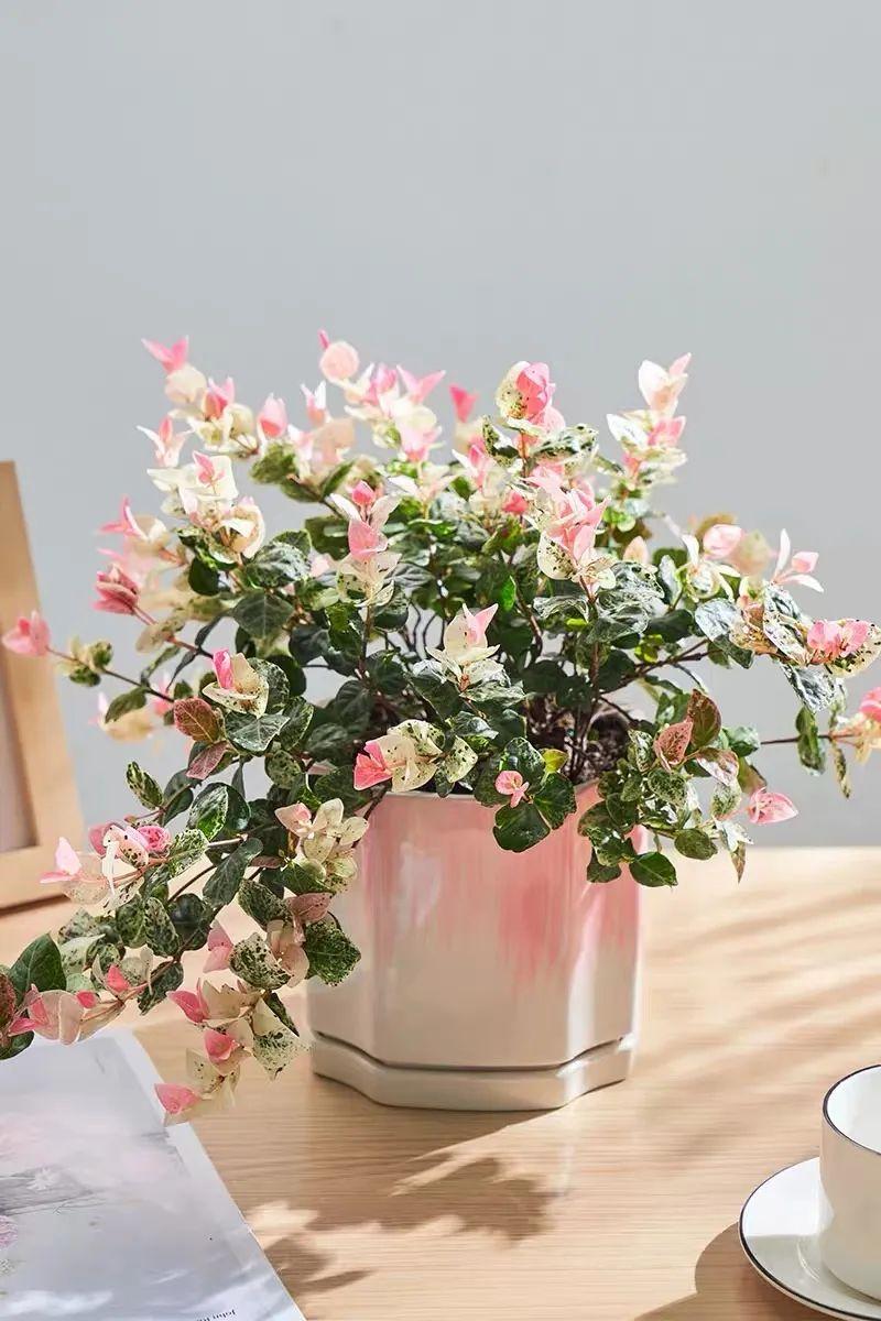 花叶络石盆栽养殖方法