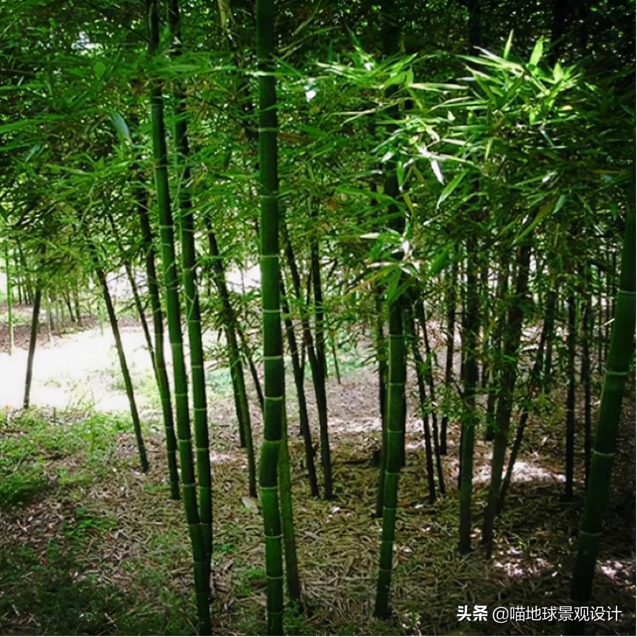 常见的竹子品种大全