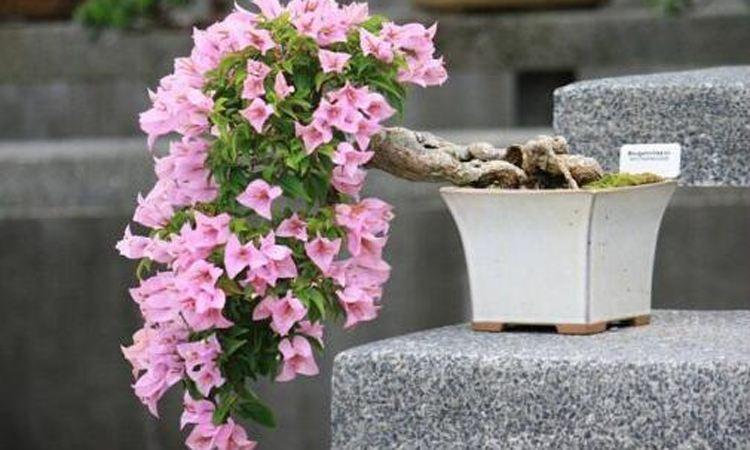 三角梅花期如何浇水施肥最好
