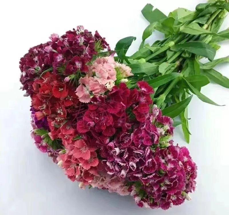 相思梅的花语寓意是什么