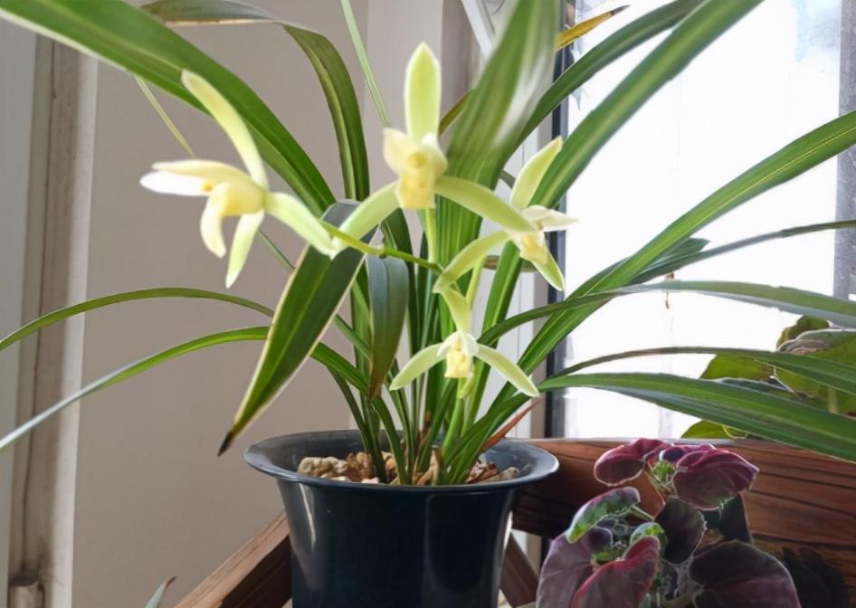 兰花翻盆注意事项有哪些