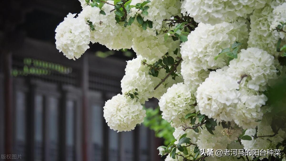 中华木绣球的养殖方法和注意事项
