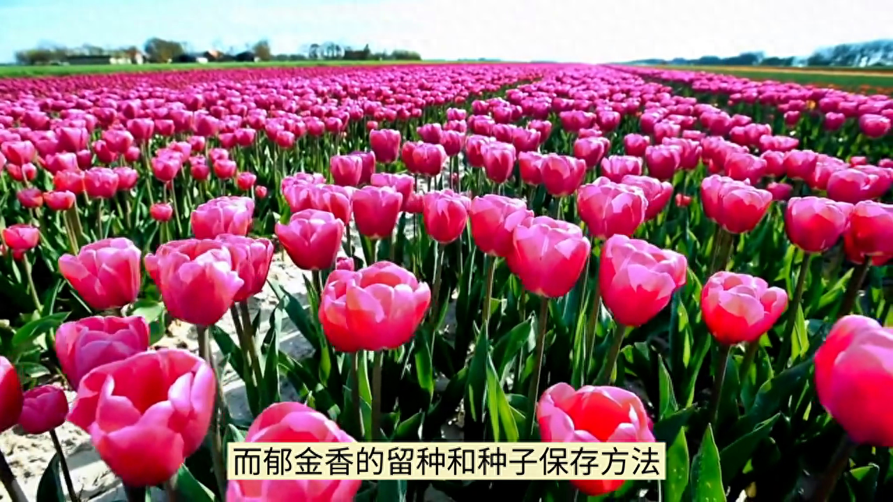 郁金香种子怎么种植方法