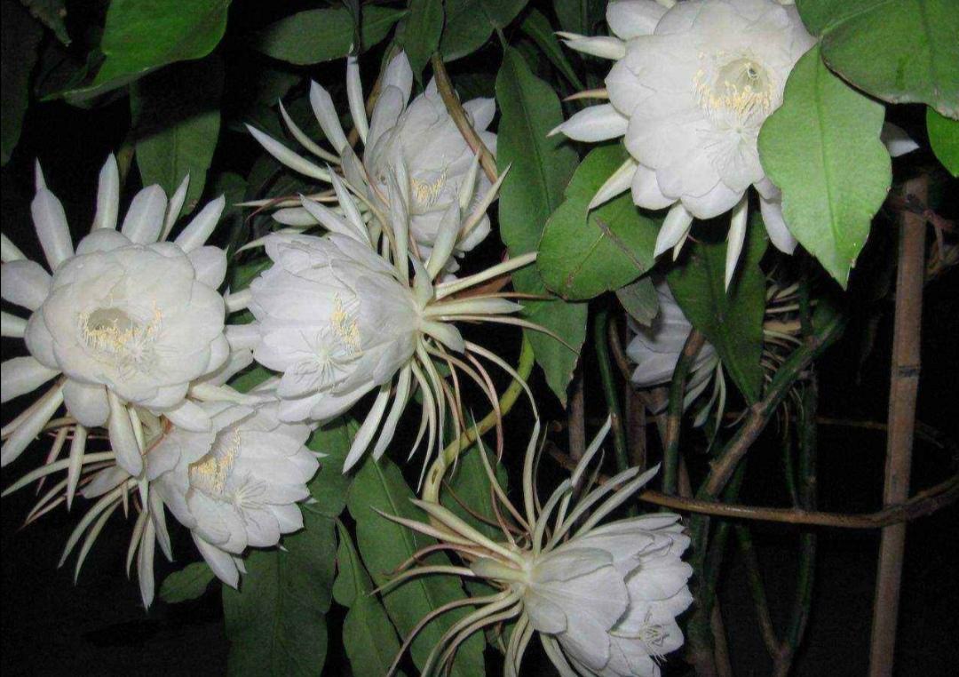 昙花为什么在晚上开花的原因
