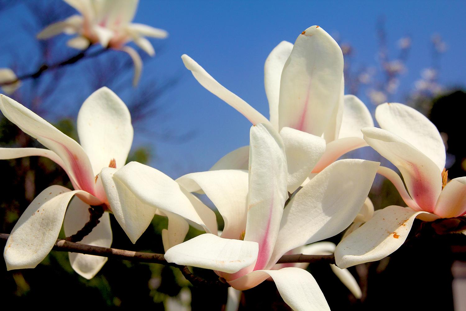 望春玉兰花语是什么