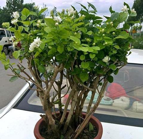 茉莉花掉叶子是怎么回事