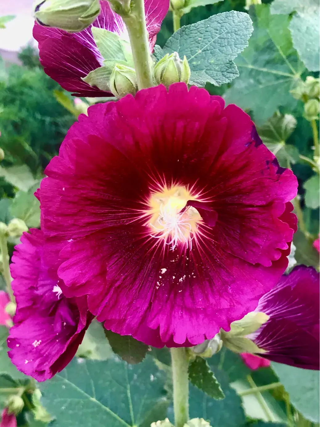 蜀葵花语和寓意