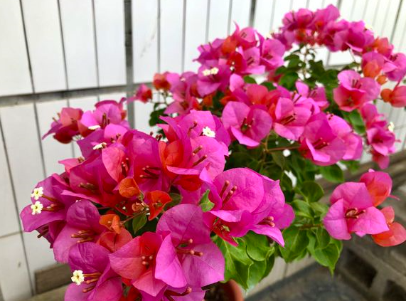三角梅只长叶子不开花原因及处理方法