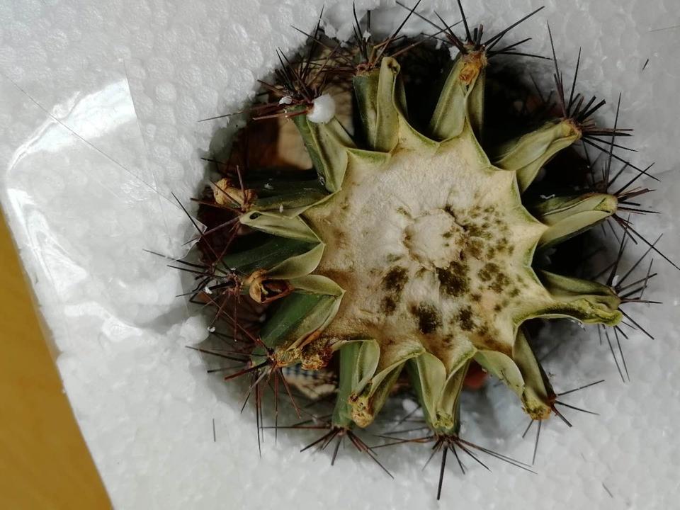 仙人球要深埋还是浅埋好