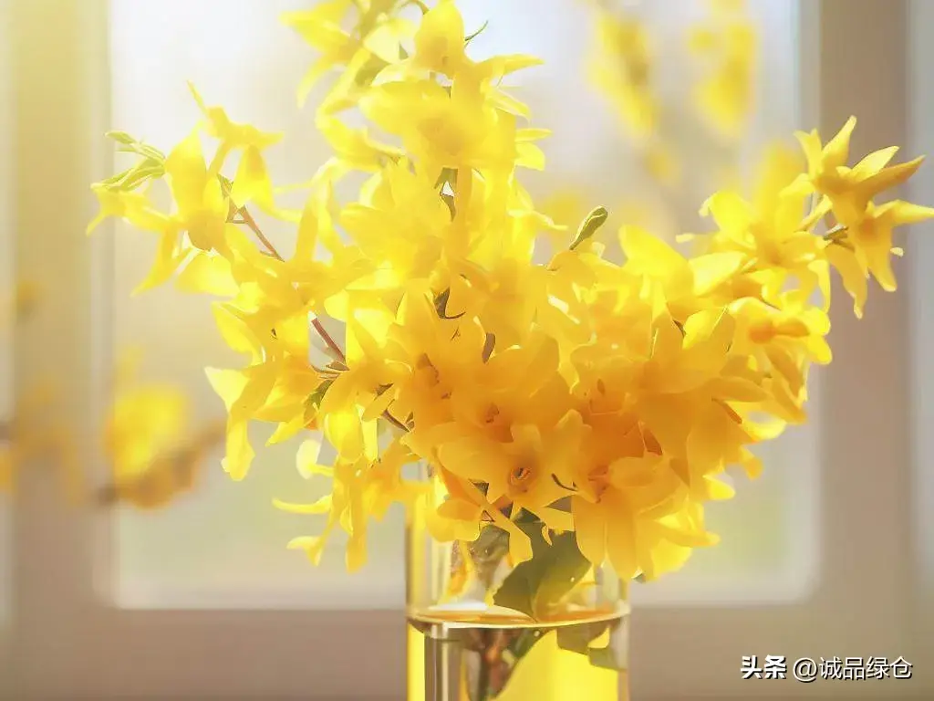 迎春花什么时候开花