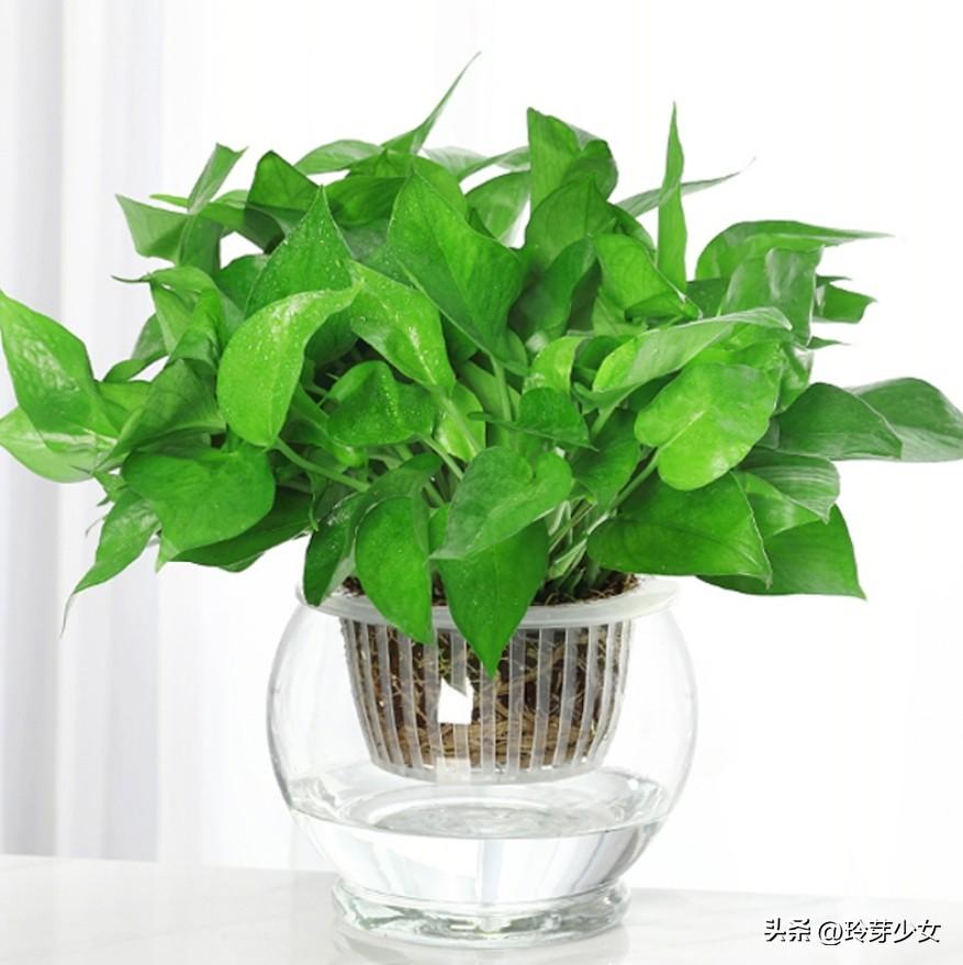 去甲醛的植物哪个最好用