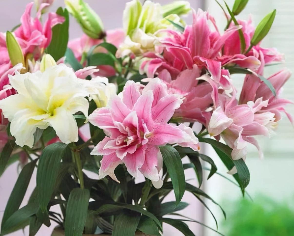 香水百合花有毒吗适合在室内养吗