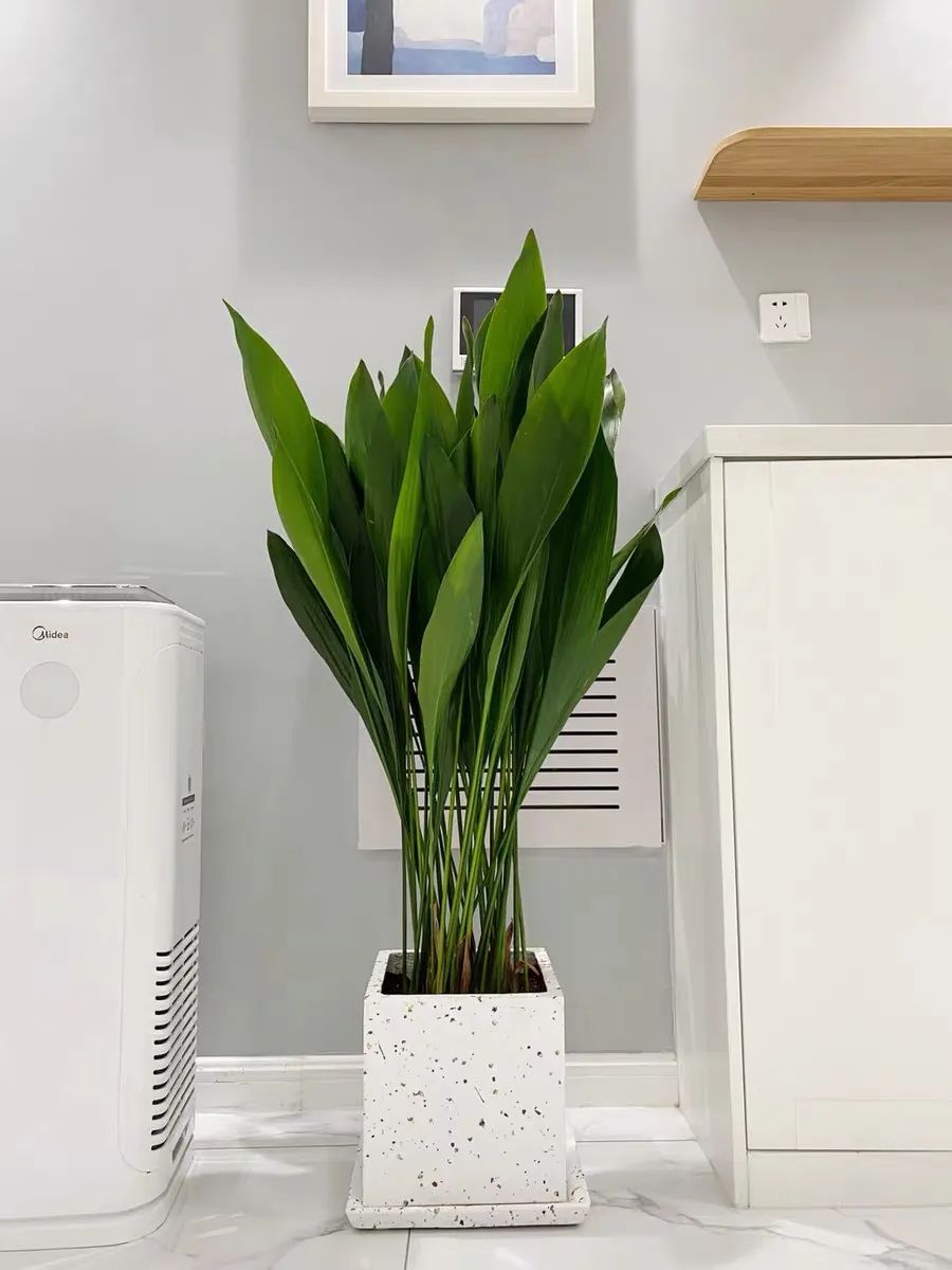 一叶兰耐寒吗多少度