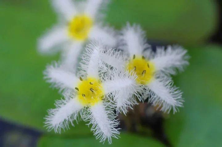 家里适合养什么水生植物好