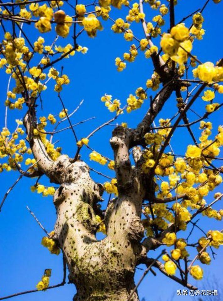 腊梅树什么时候开花结果