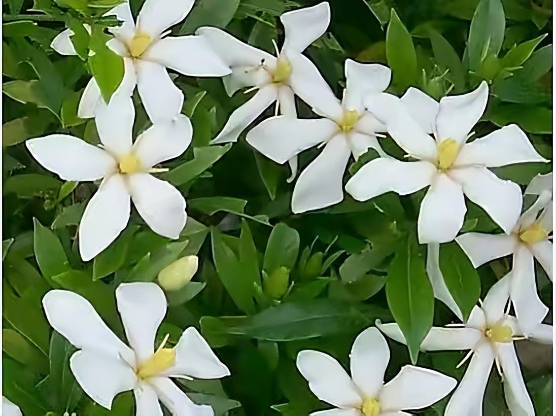 冬天栀子花要晒太阳吗