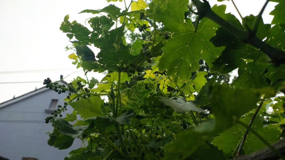 种葡萄树要注意风水问题吗
