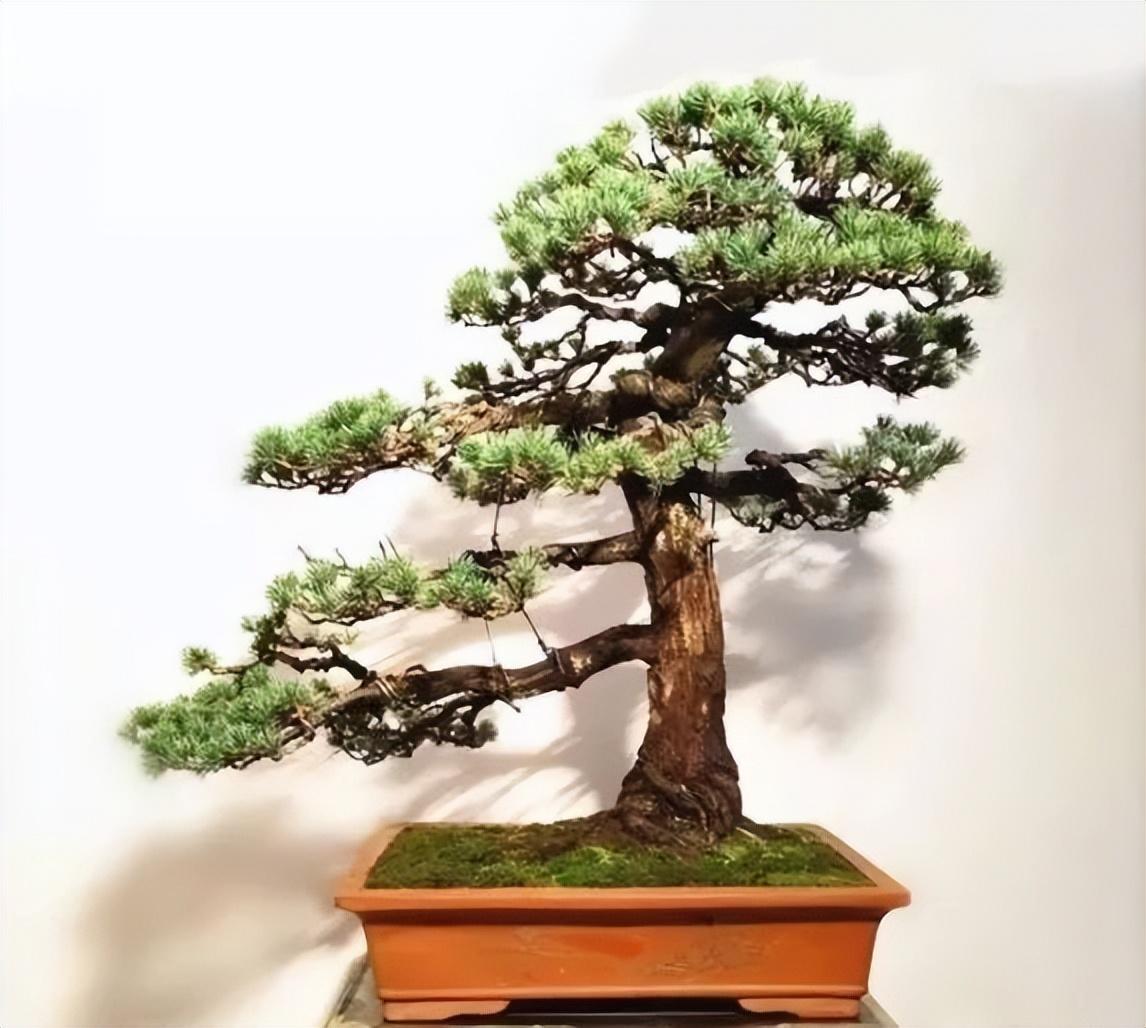 珍珠梅盆景叶子发黄掉落是怎么回事