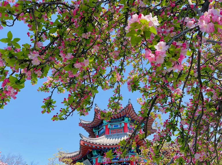 西府海棠属于乔木还是灌木植物