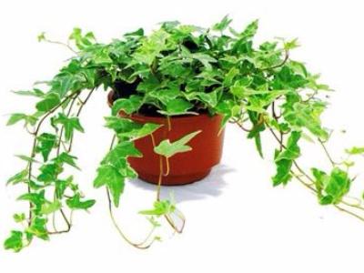 常春藤的养殖方法和注意事项有哪些