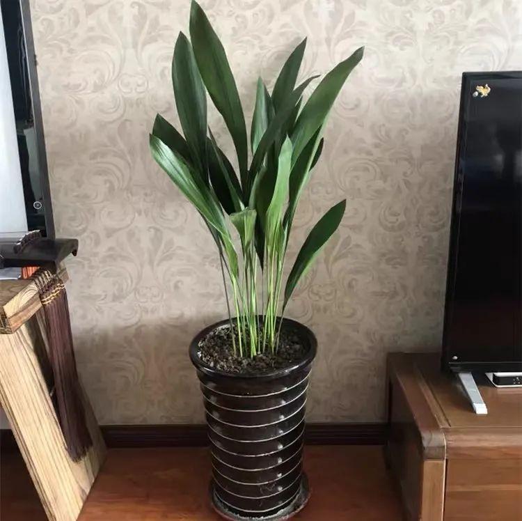 一叶兰的寓意与风水