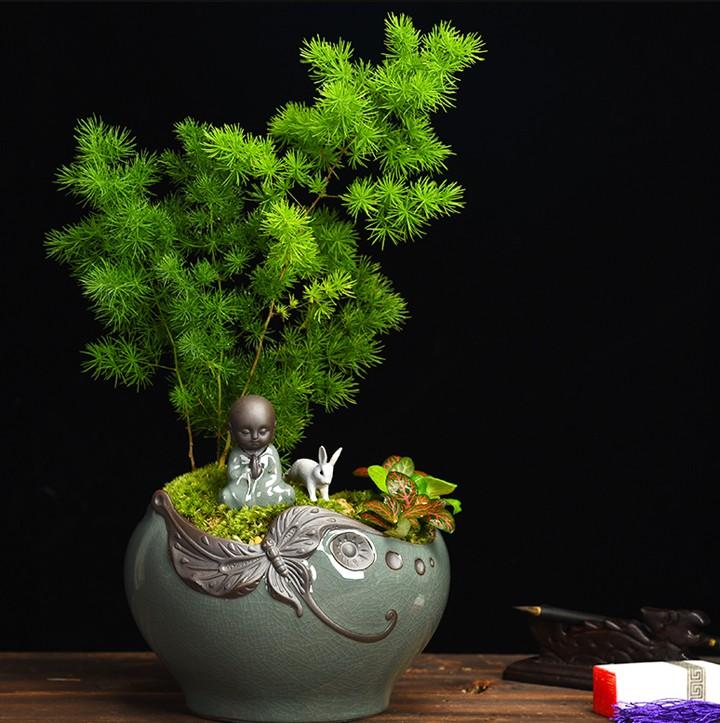家里养蓬莱松风水好不好