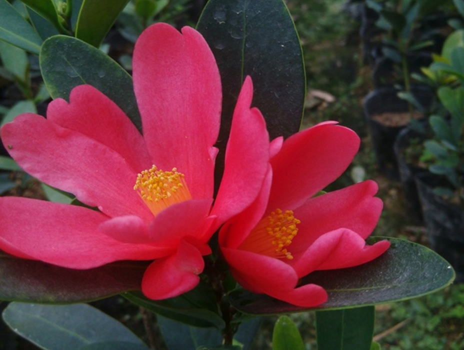 茶花叶子发黄掉叶子是怎么回事