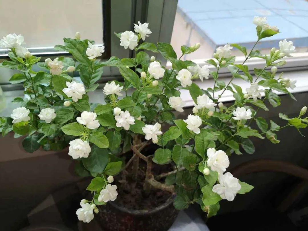 最香的花是什么花
