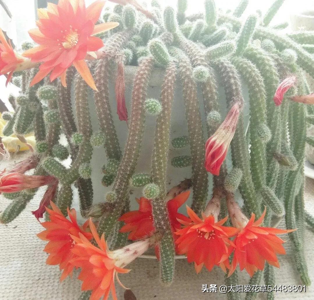 仙人指怎么养才能开花