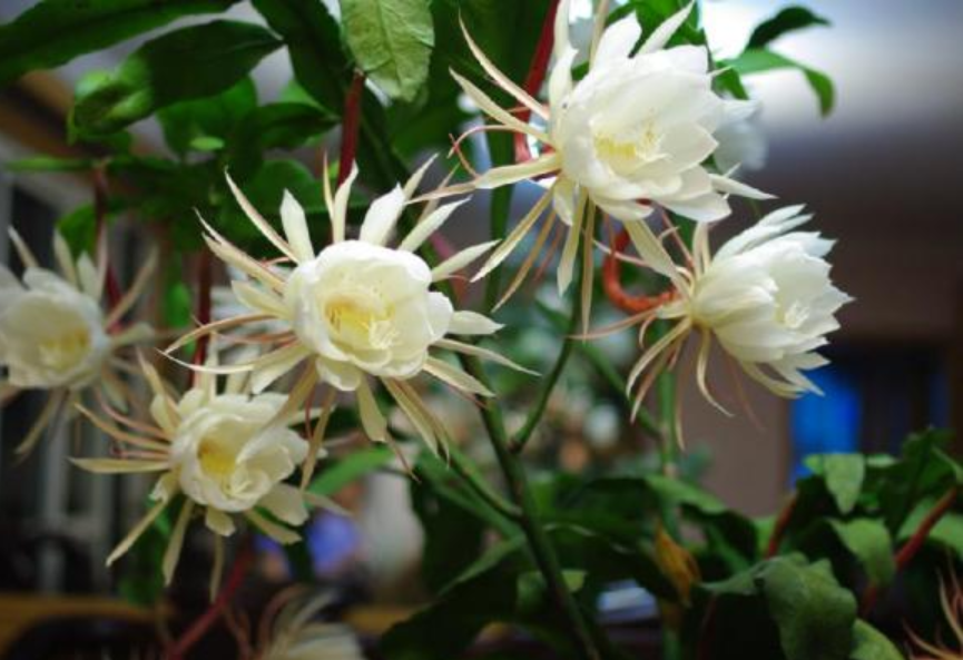 昙花最贵的品种是什么