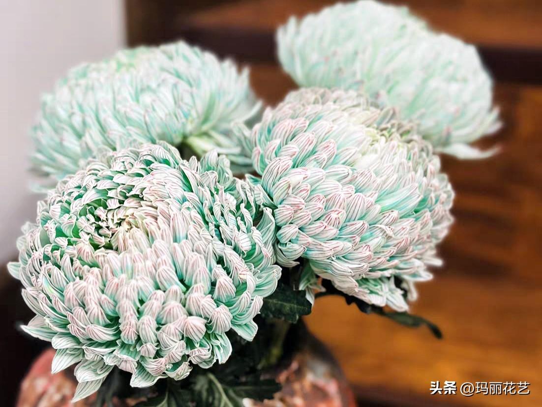 牡丹菊的花语和寓意