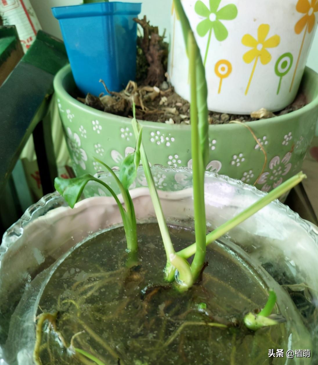白掌水养好还是土养好