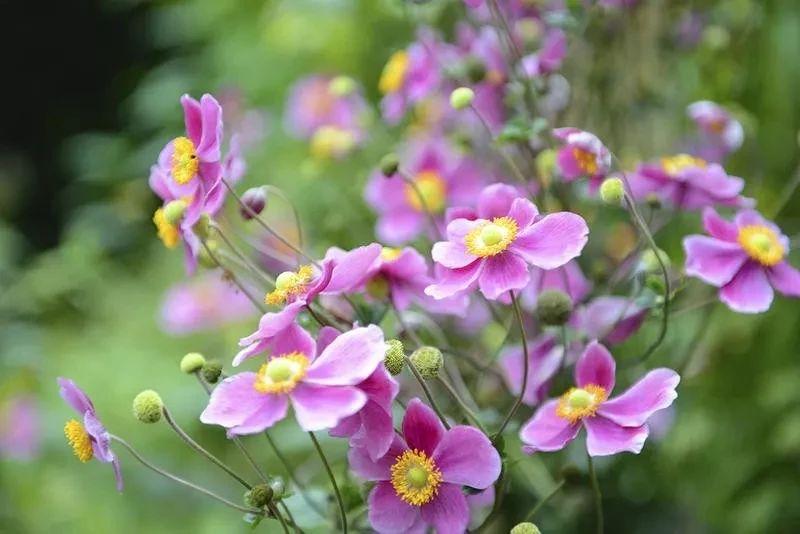 迎春花品种排名大全