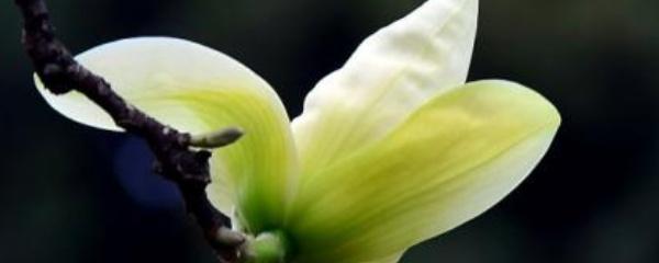 黄桷兰叶子发黄掉落正常吗