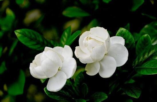 栀子花几天浇一次水合适