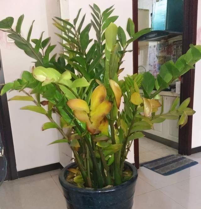 金钱树叶子发黄枯萎怎么处理怎么补救