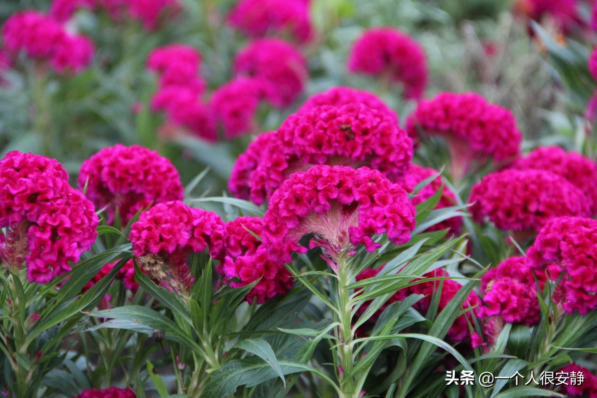 鸡冠花什么时候播种最好养