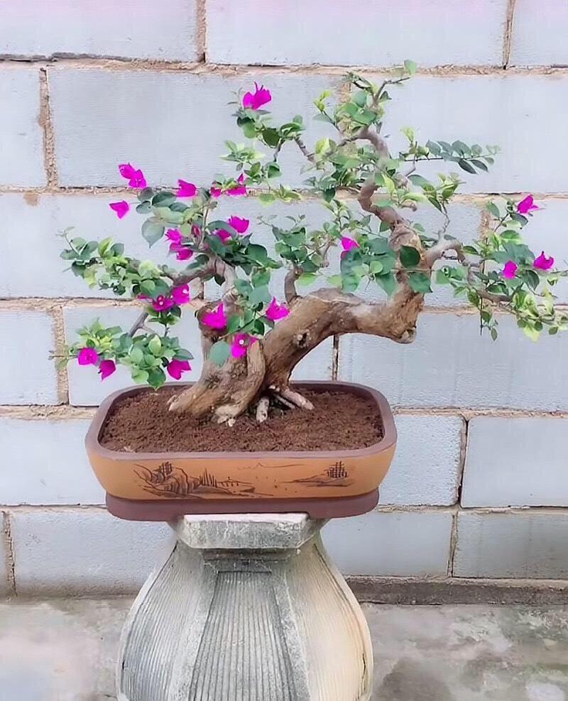三角梅怎么修剪开花