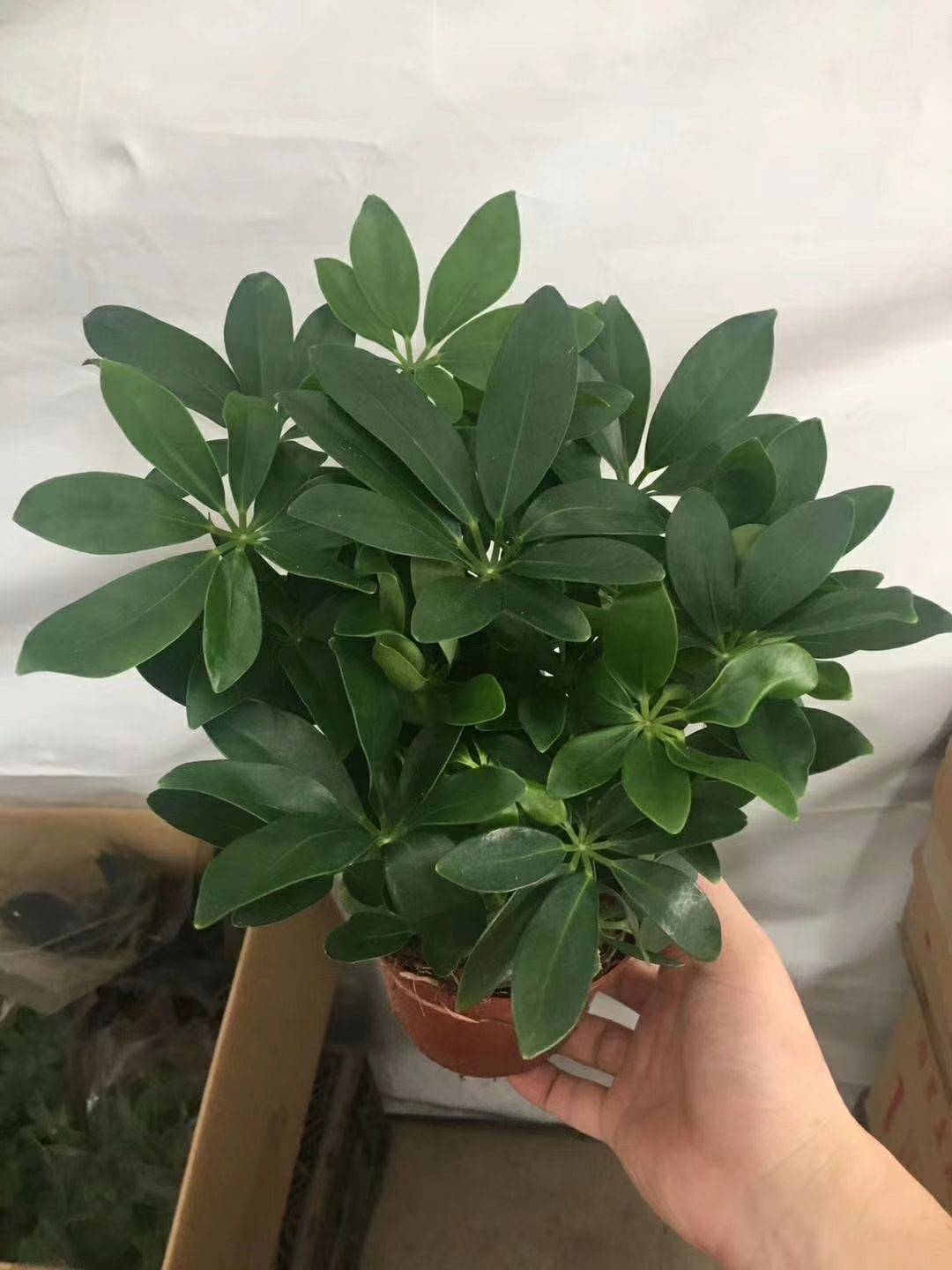 鸭掌木喜阴还是喜阳光