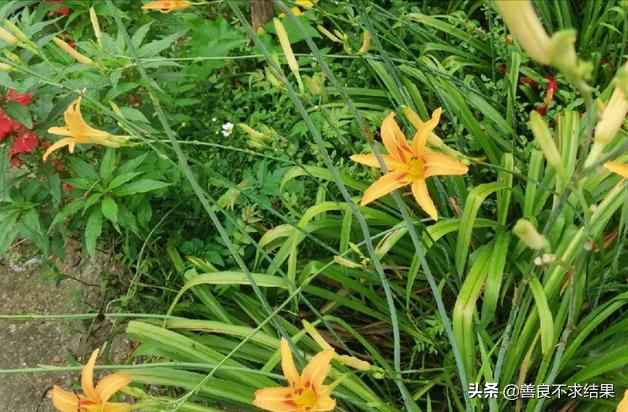 紫藤花种子有毒吗