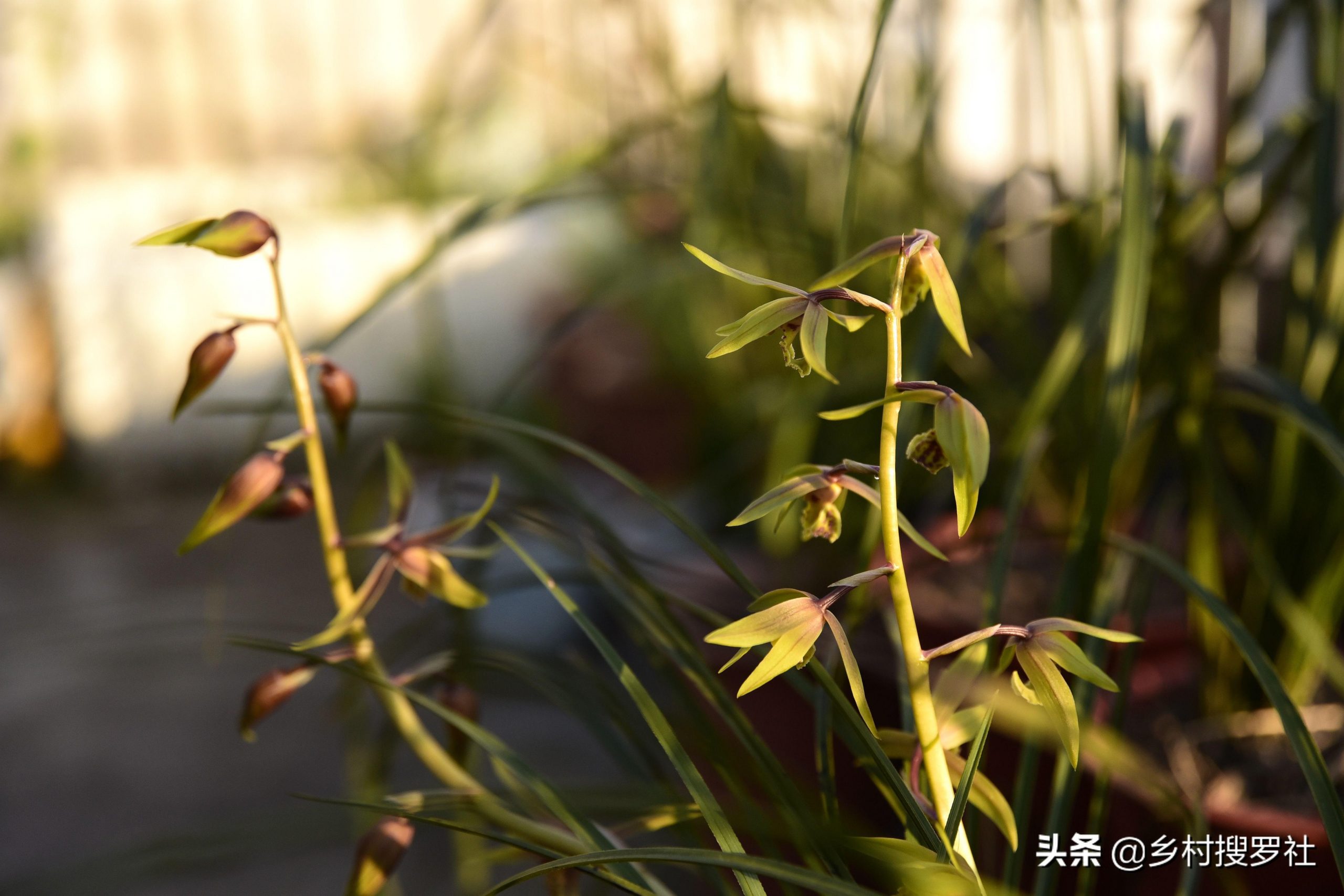 白玉兰花几月份开花