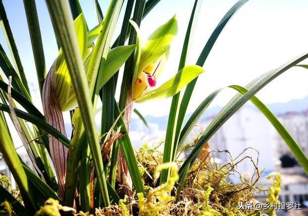 野生兰花怎么在家养才能开花多