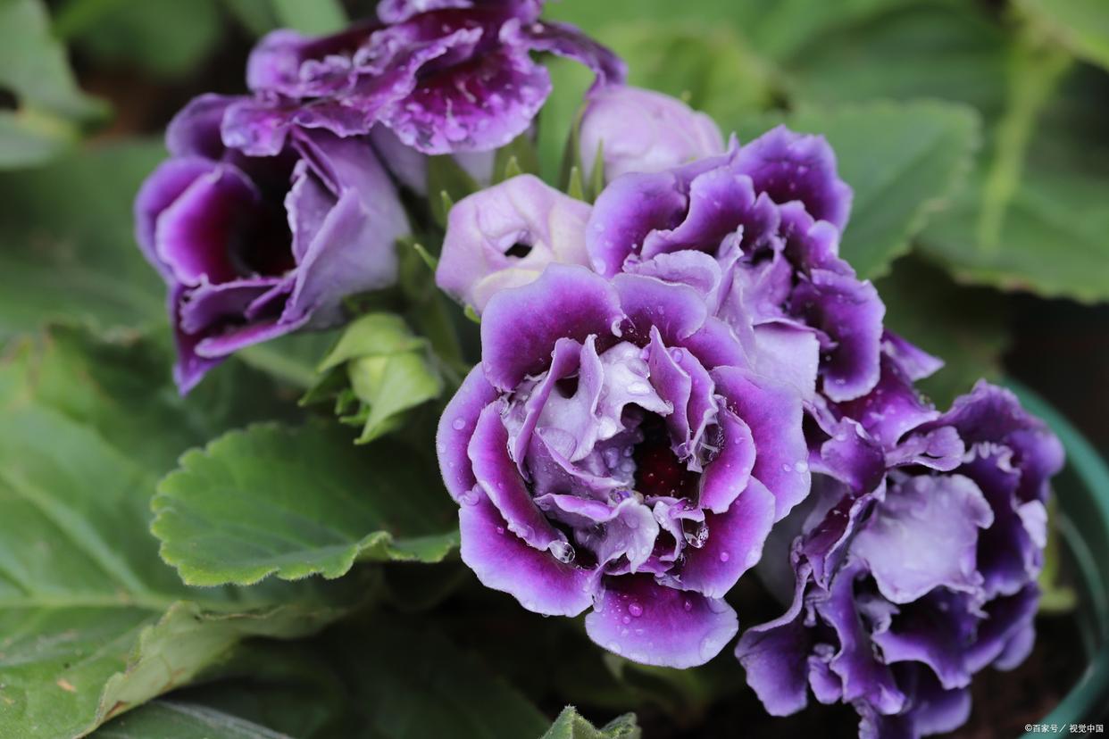 最耐阴的十大室内花卉有哪些