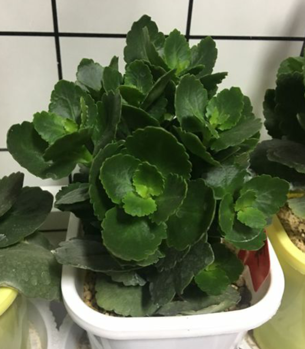 长寿花夏天怎么修剪怎么养