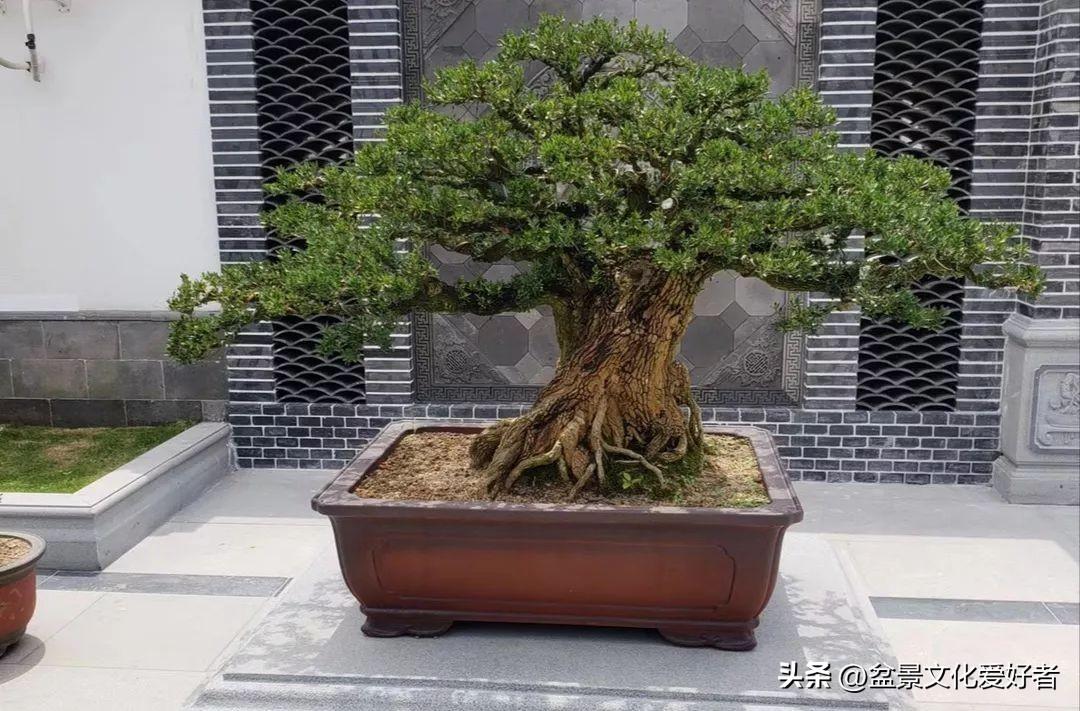 黄杨树风水位置