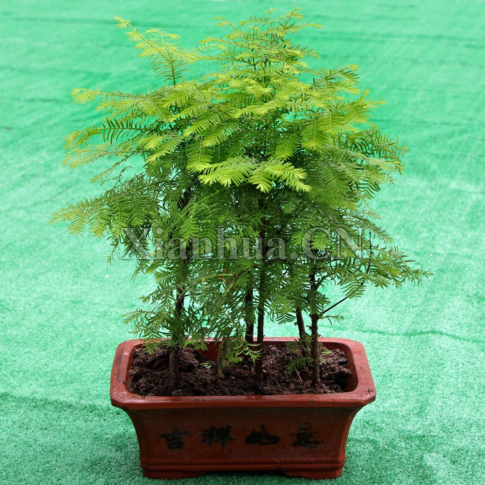 水杉盆景制作过程