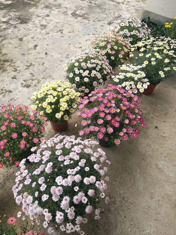 玛格丽特花吉利吗