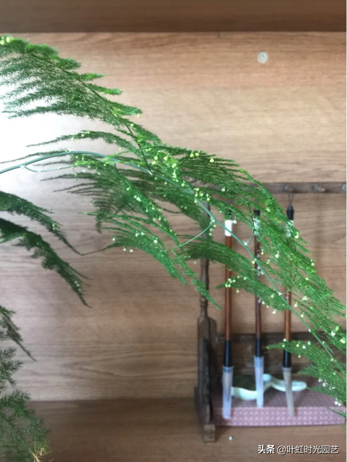 文竹开花十大预兆是什么