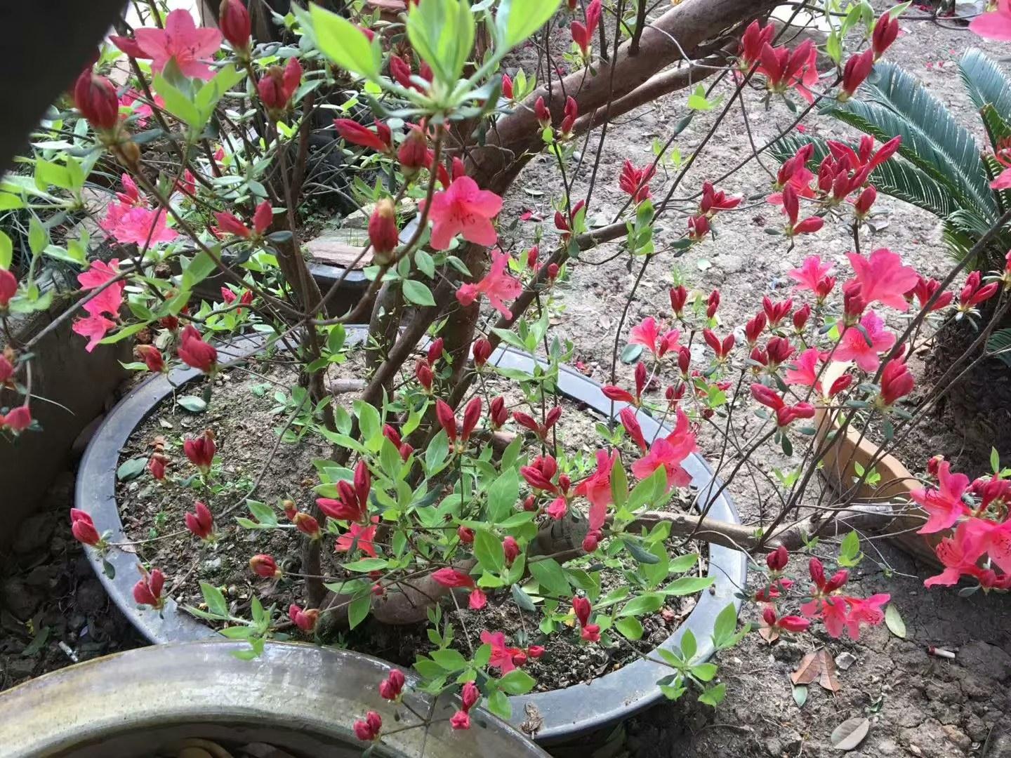 春鹃开花时间是几月
